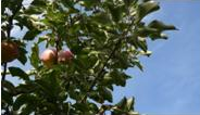 Madaifu Apples Are Back in Shanghai !
